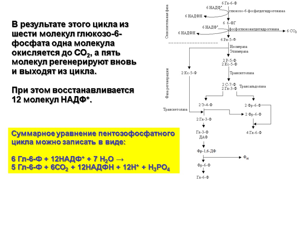 Суммарное уравнение пентозофосфатного цикла можно записать в виде: 6 Гл-6-Ф + 12НАДФ+ + 7